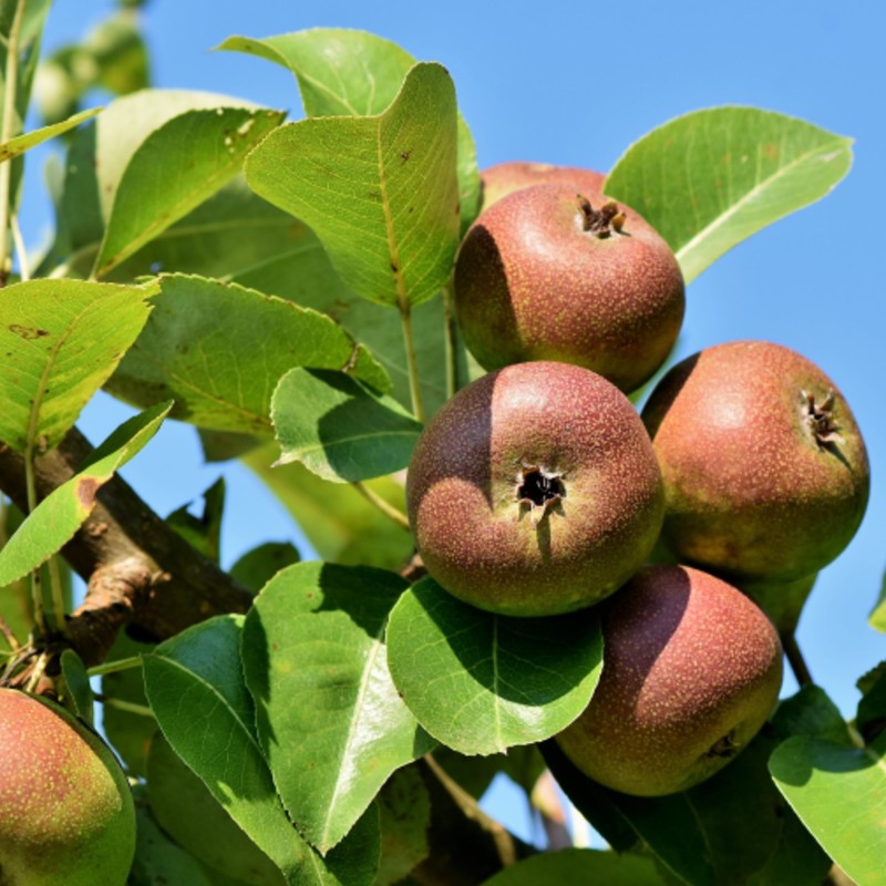 Fruit Trees