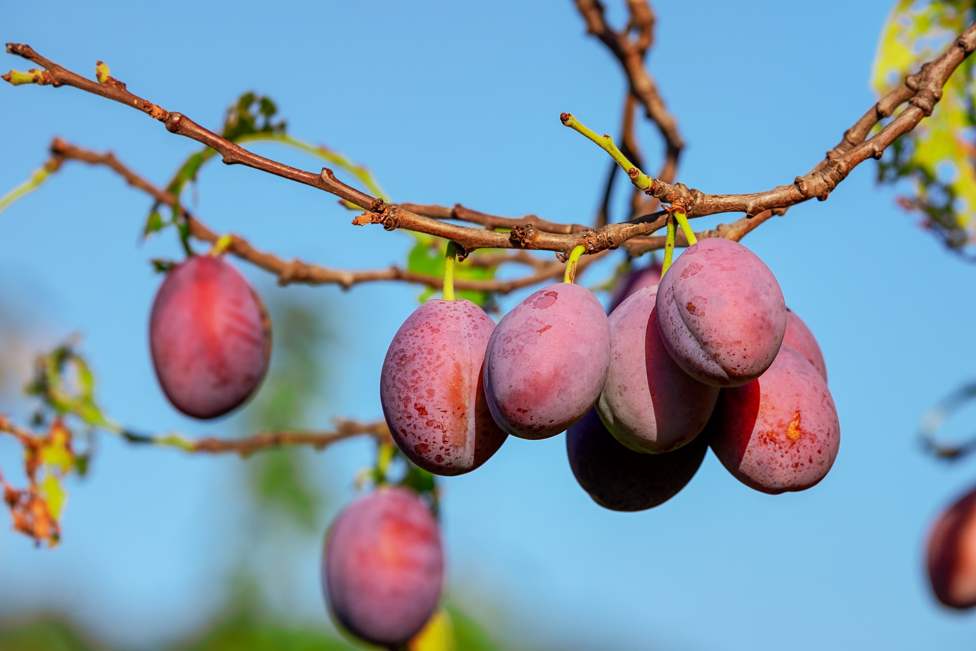 Plum Tree