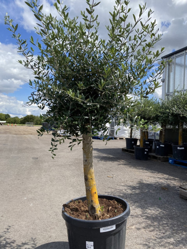 Olea Europaea (Olive Tree) 45LT- SOLD OUT