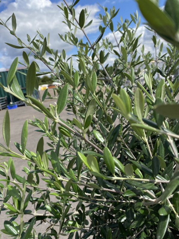 Olea Europaea (Olive Tree) 45LT- SOLD OUT photo