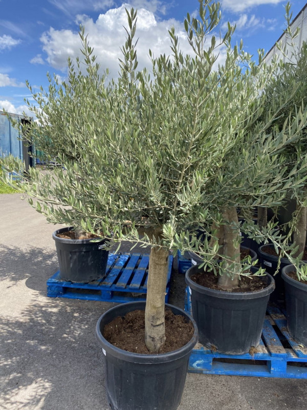 Olea Europaea(Olive Tree) 90LT- SOLD OUT
