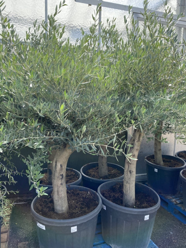 Olea Europaea(Olive Tree) 90LT- SOLD OUT photo