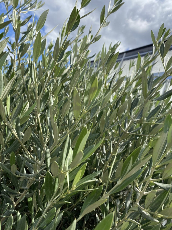 Olea Europaea(Olive Tree) 90LT- SOLD OUT photo