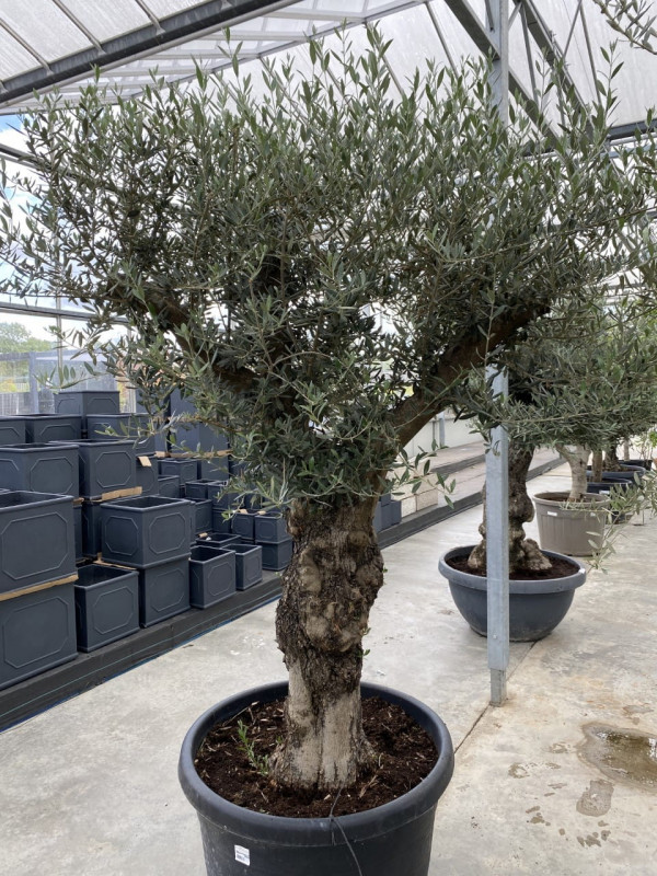 Olea Europaea Ramif 170LT - Approx 2.5m in height- SOLD OUT photo