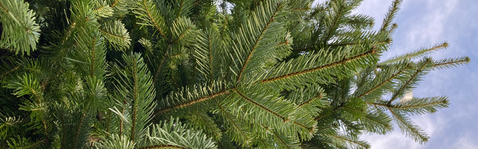 Real Christmas Trees In stock from 29th November