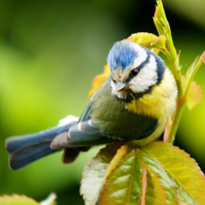 How to create a Bird Friendly Garden