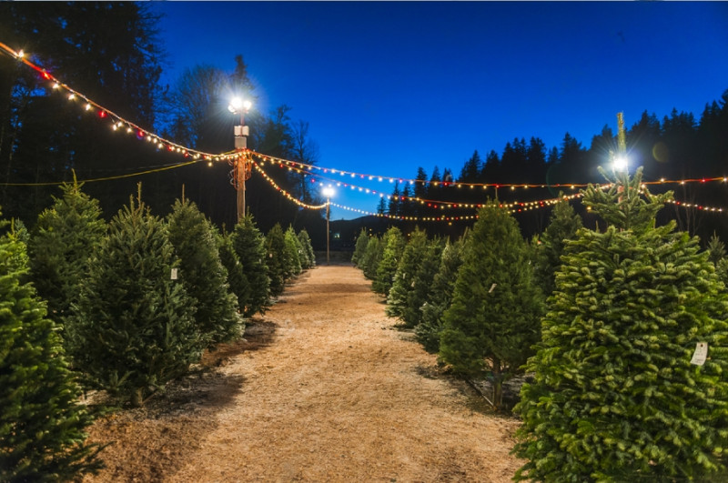 Christmas Trees