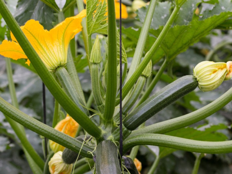 Courgette Plant