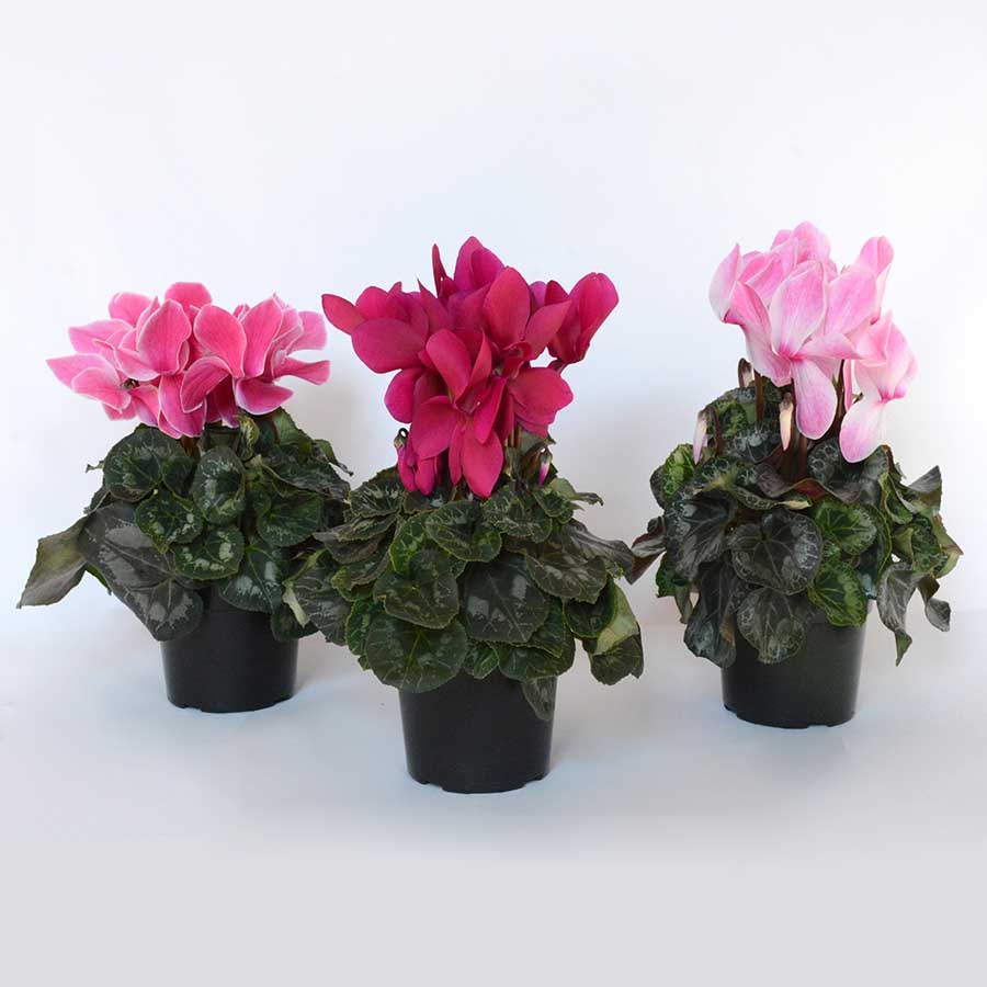 Cyclamen