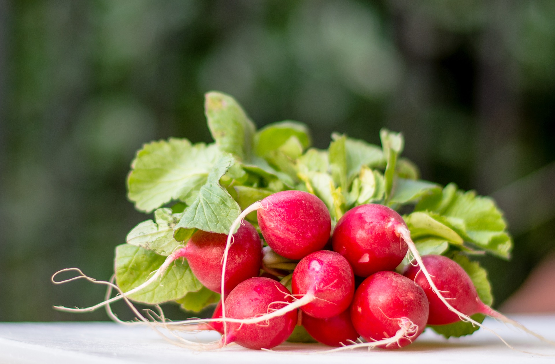 Radish