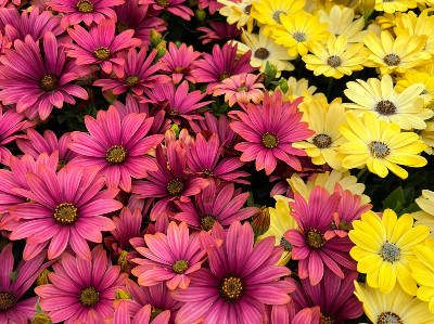 Outdoor Plants