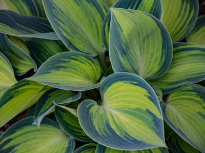 Outdoor Plants