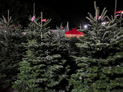 Christmas Trees