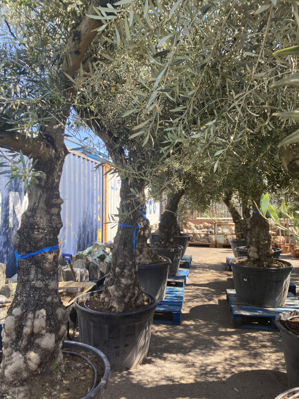 Olea Europaea (Olive Tree) 180L photo