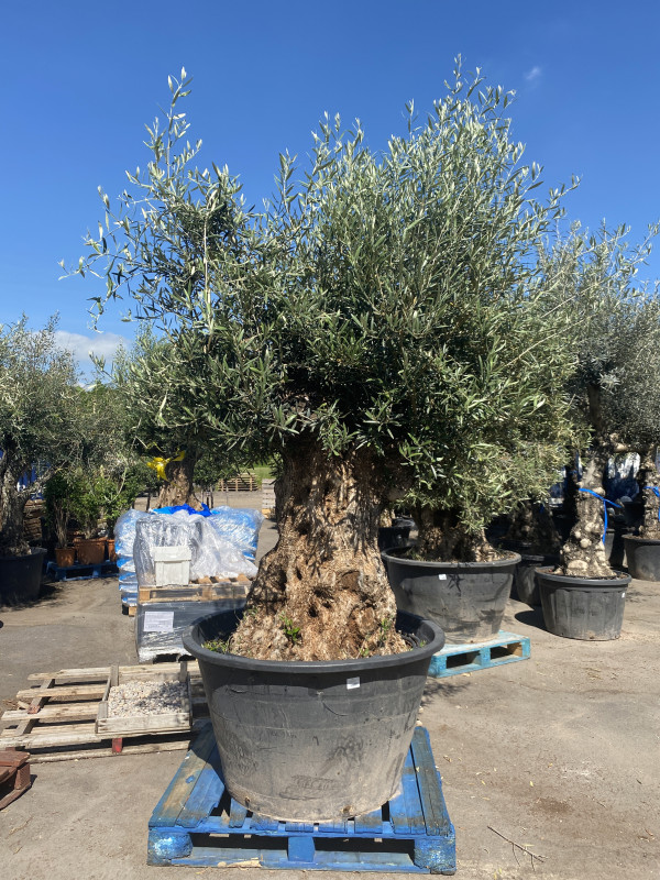 Olea Europaea (Olive Tree) 500L photo