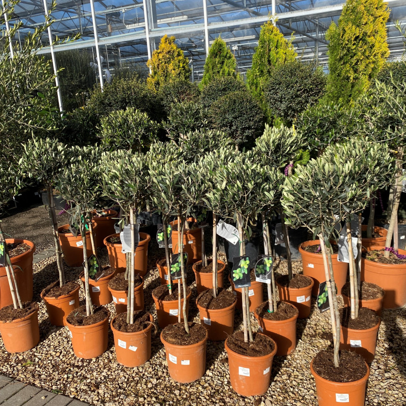 Olive Tree 10L photo