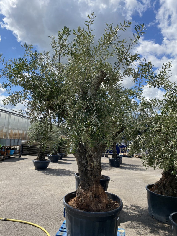 Olea Europea Ramif 60-100cm (Pot size) photo