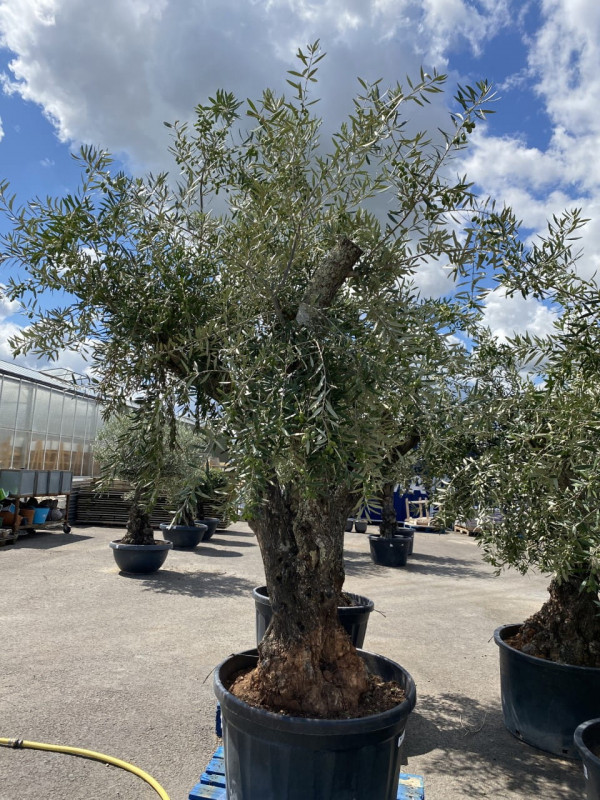 Olea Europea Ramif 60-100cm (Pot size)