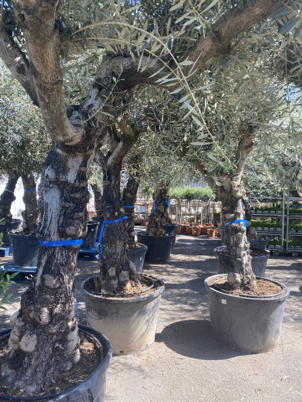 Olea Europaea (Olive Tree) 180L photo