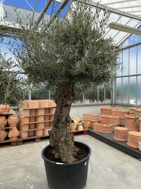 Mature Knarled Olea Europaea Bonsia 230-285LT- OUT OF STOCK