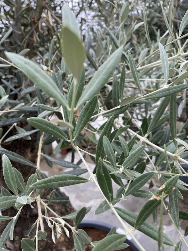 Olea Europaea (Olive tree) 160LT- SOLD OUT photo