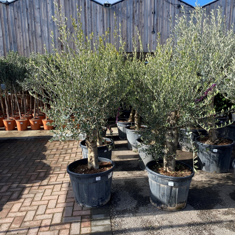  Olive Tree 55L
