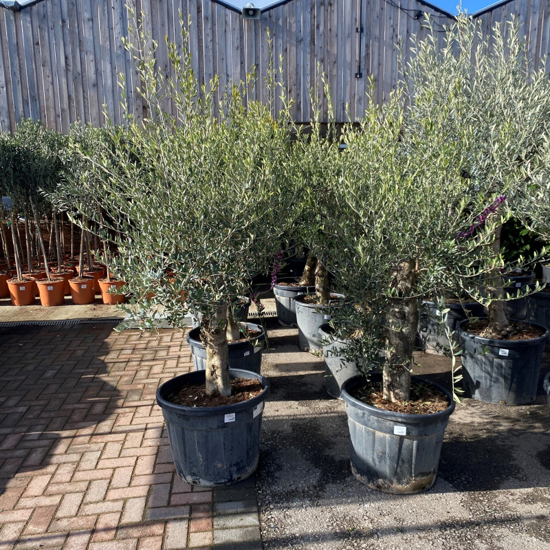 Olive Tree 55L photo