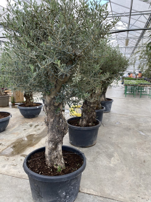 Olea Europaea Ramif 170LT - Approx 2.5m in height- SOLD OUT photo