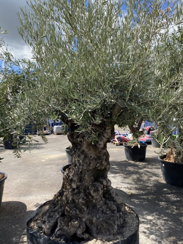 Large Mature Olea Europaea Bonsai