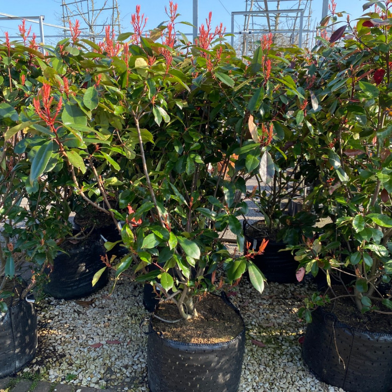 Photinia Fraseri Red Robin 50L photo