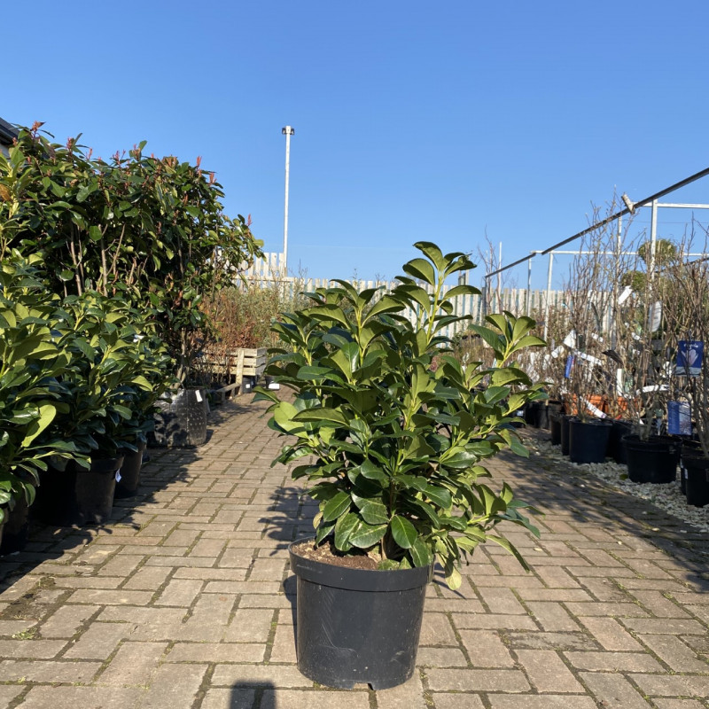 Laurel- Etna photo