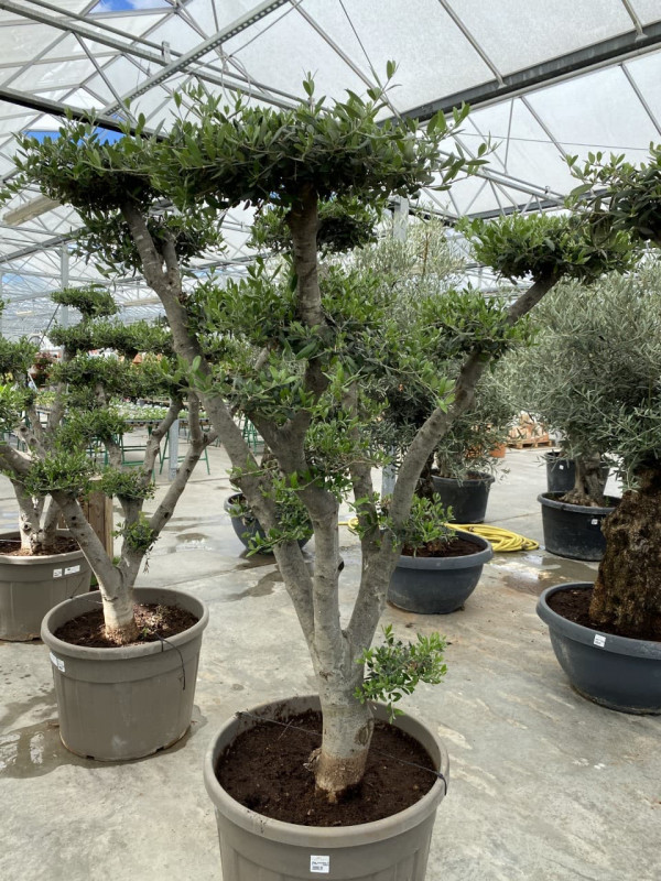 Olea Europaea Pompom Sold Out Olea Europaea Pompom Sold Out