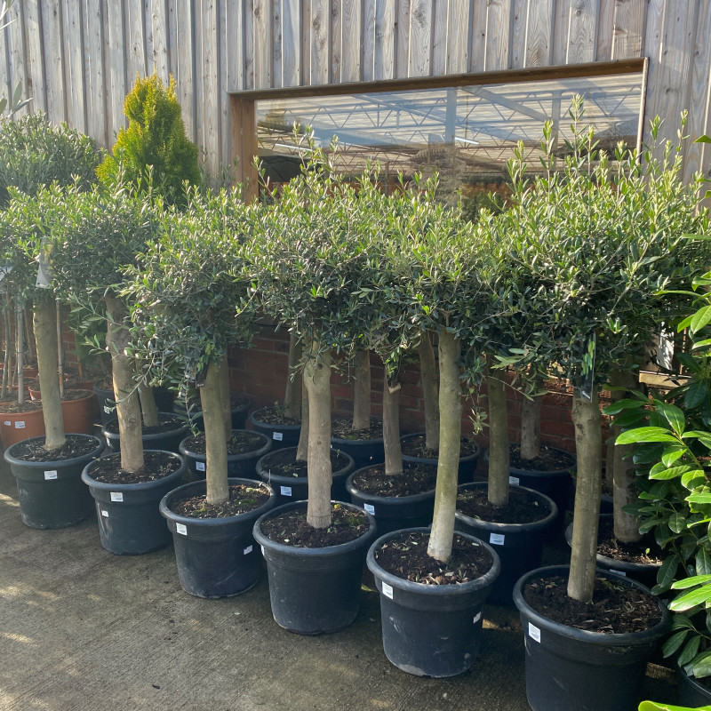 Olive Tree 35L photo