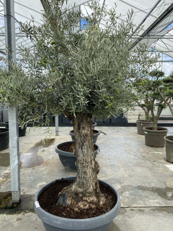 Olea Europaea (Olive tree) 160LT- SOLD OUT
