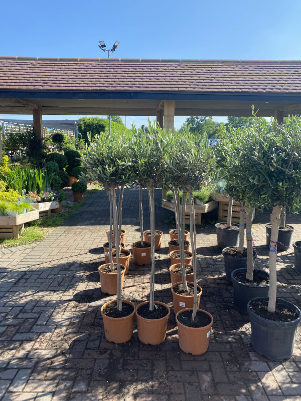 Olea Europaea (Olive Tree) photo