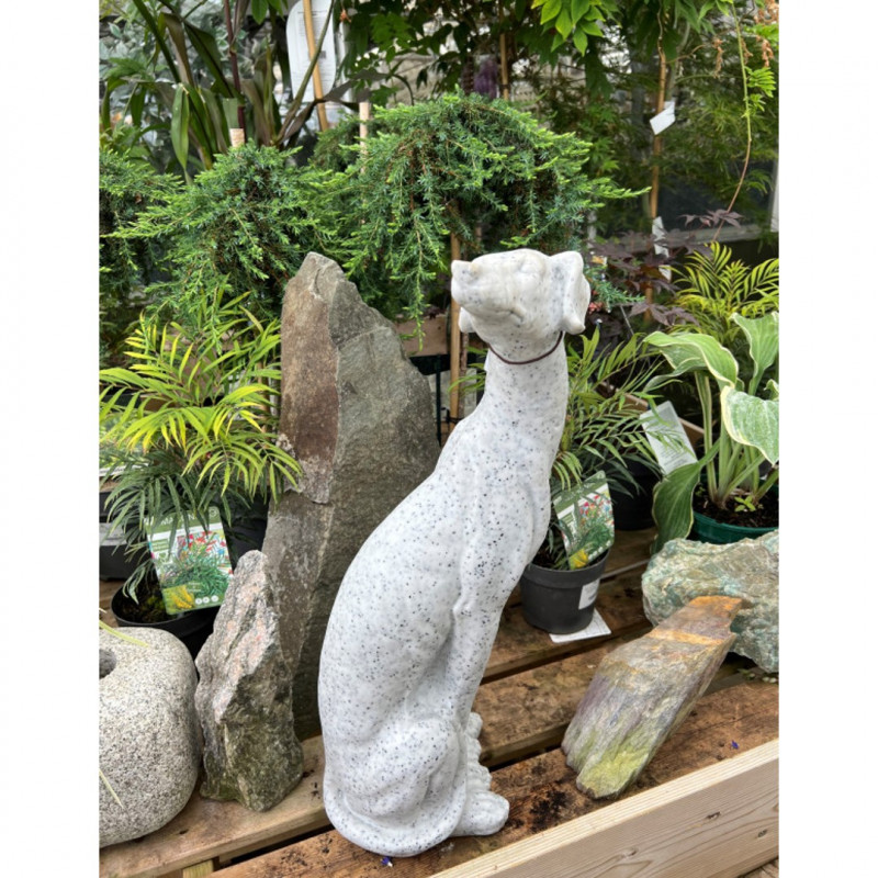 Greyhound Granite photo