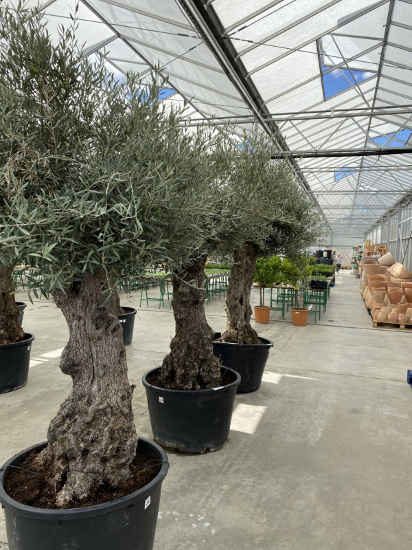 Mature Knarled Olea Europaea Bonsia 230-285LT- OUT OF STOCK photo