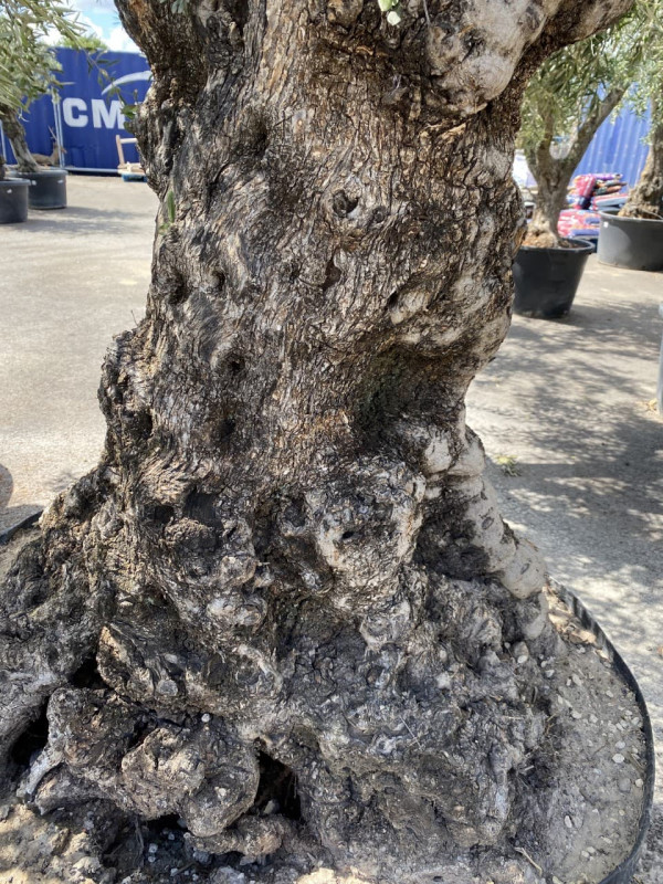 Large Mature Olea Europaea Bonsai photo