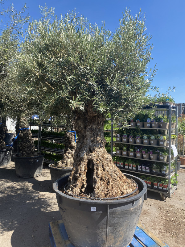 Olea Europaea (Olive Tree) 500L