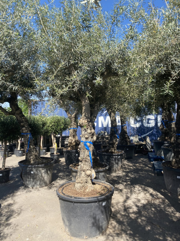 Olea Europaea (Olive Tree) 180L photo