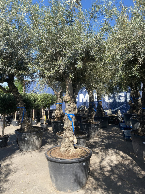 Olea Europaea (Olive Tree) 180L