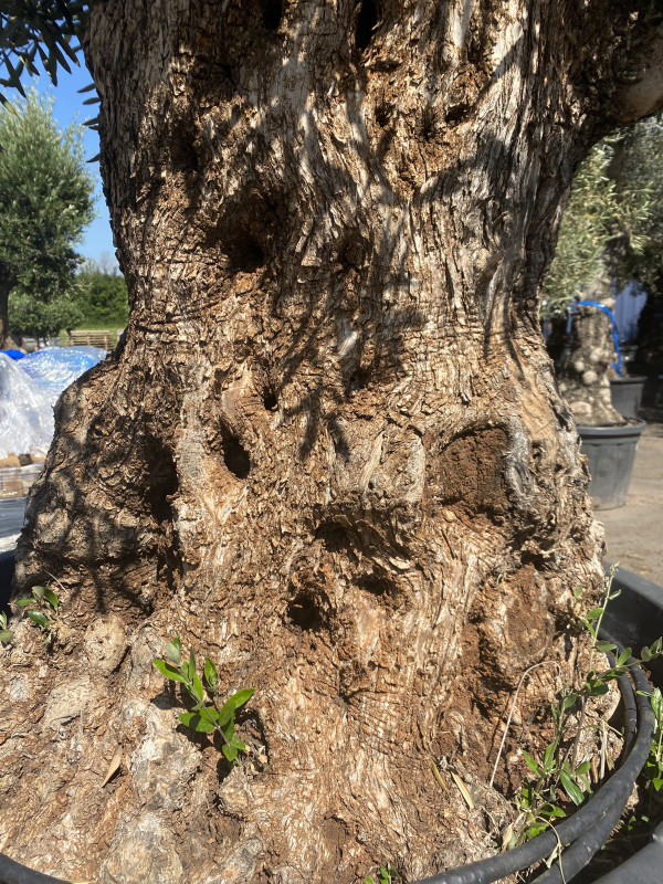 Olea Europaea (Olive Tree) 500L photo