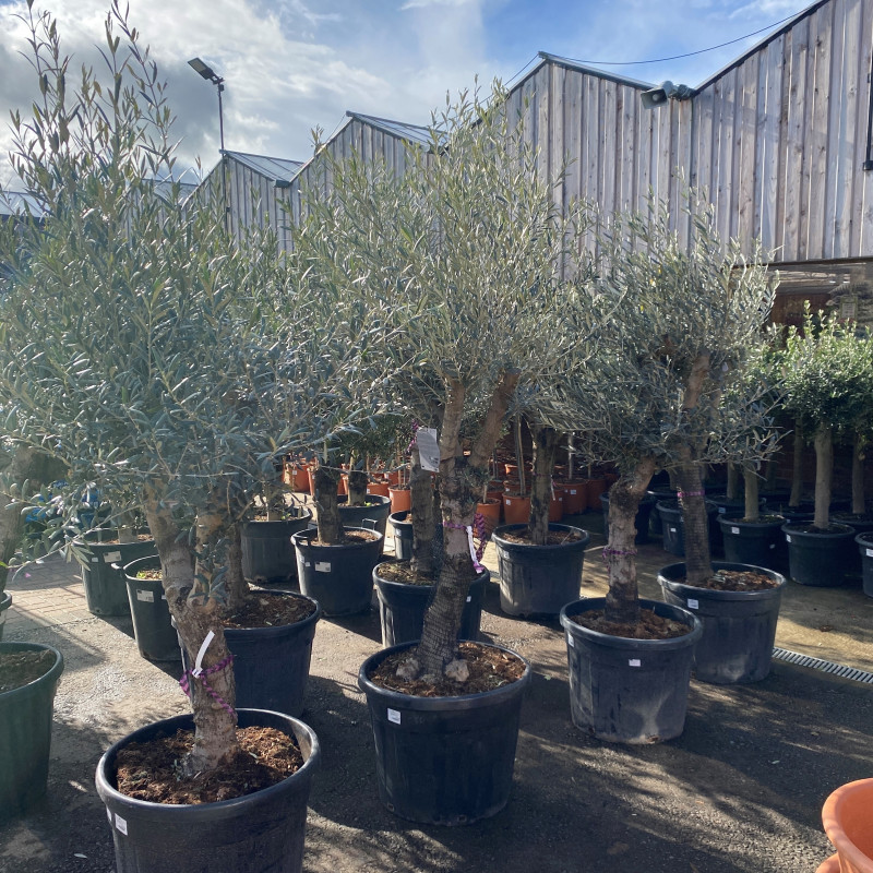 Olive Tree 90L photo
