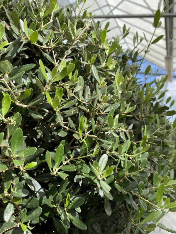 Olea Europaea 'Bola Tarrina' 160LT- SOLD OUT photo