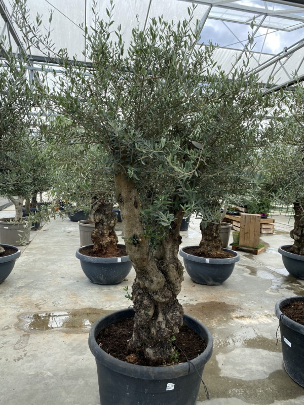 Olea Europaea Ramif 170LT - Approx 2.5m in height- SOLD OUT photo