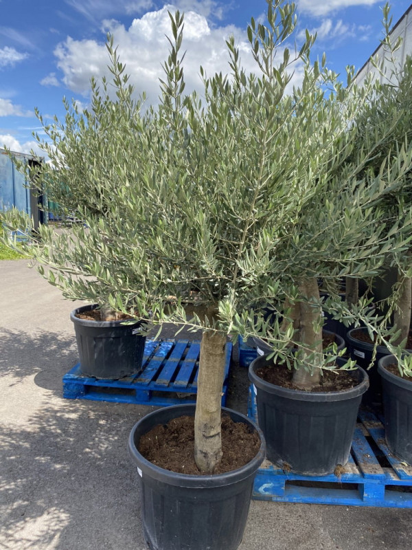 Olea Europaea(Olive Tree) 90LT- SOLD OUT photo