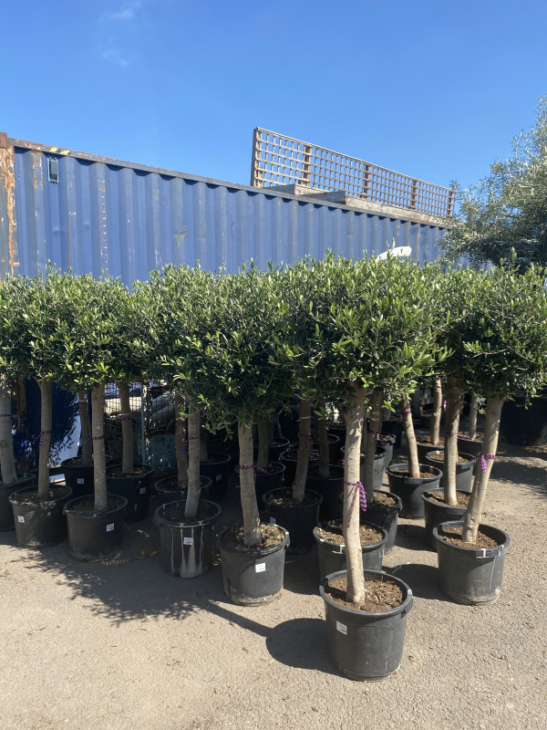 Olea Europaea (Olive Tree) photo