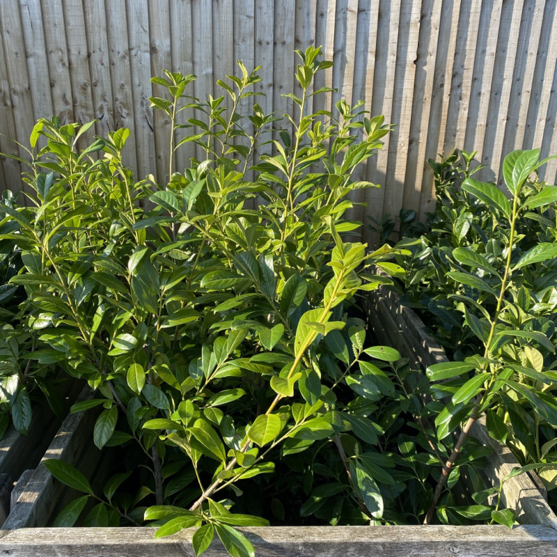 Laurel 1/2 LTR 100-120cm photo
