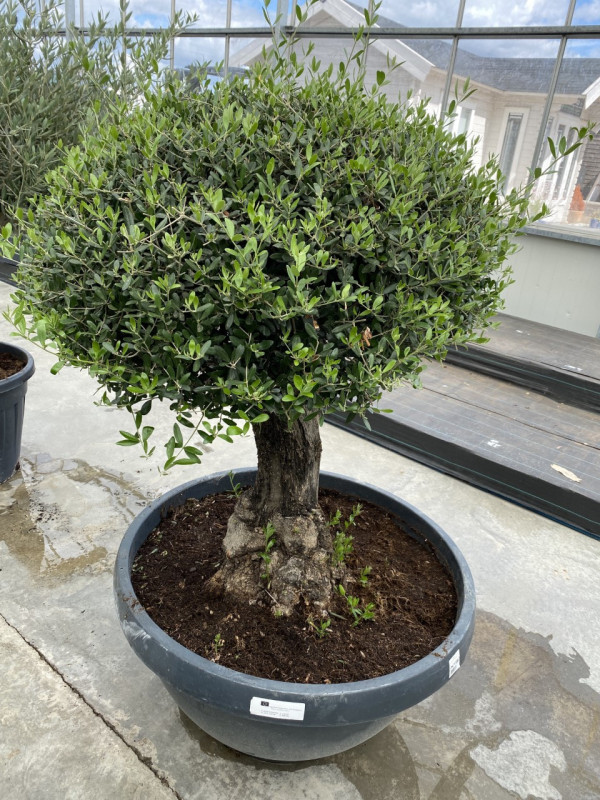 Olea Europaea 'Bola Tarrina' 160LT- SOLD OUT photo