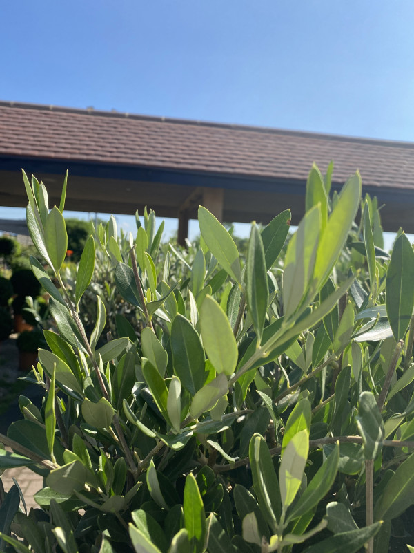 Olea Europaea (Olive Tree) photo